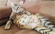 猫怀孕10天最明显的征兆是什么