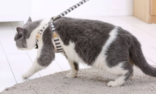 猫咪多大可以用牵引绳
