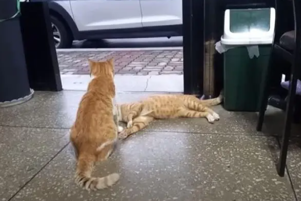 流浪猫白天都很困，好奇跟拍行踪，原因感人