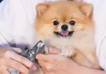狗狗剪指甲怎么剪 狗狗剪指甲怎么剪
