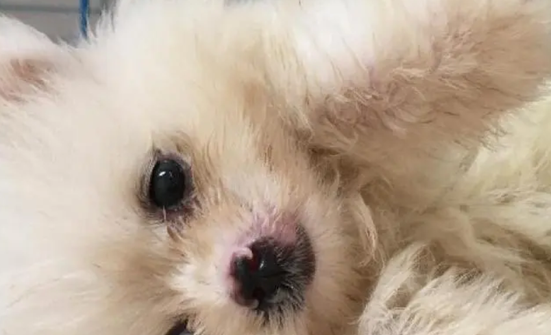 小狗得了狗瘟怎么办 小狗得了狗瘟怎么办