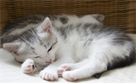 猫咪把鸡骨头吃了怎么办