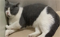 英短猫肚子下垂正常吗