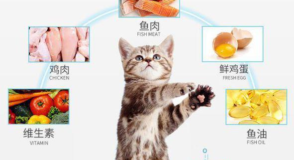 布偶玻璃胃吃什么猫粮