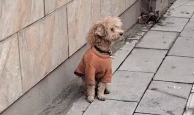 那只穿着破烂的小衣服,守在路口的狗狗,为什么不愿意和人回家? 那只穿着破烂的小衣服,守在路口的狗狗,为什么不愿意和人回家?