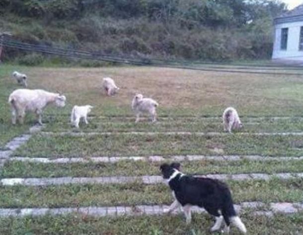 养了一只牧羊犬,有人花4万买农夫也不卖,因为这是救命恩人 养了一只牧羊犬,有人花4万买农夫也不卖,因为这是救命恩人