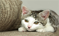 小猫刚来家里不吃不喝怎么办呢