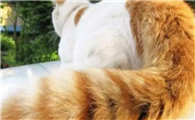 猫咪油尾巴怎么清洗