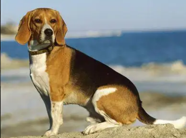 挑选指南:米格鲁猎兔犬价格 挑选指南:米格鲁猎兔犬价格