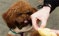 泰迪除了狗粮还能吃什么食物