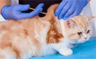 猫打针留下硬疙瘩怎么治疗