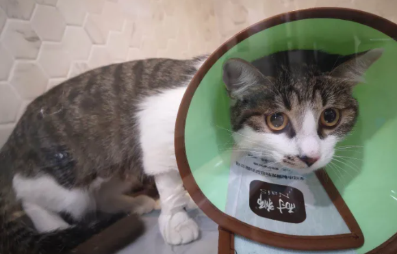 母猫绝育拆线了还穿手术服吗