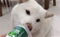 狗狗能喝酸奶吗