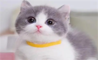 刚出生的猫拉稀怎么办