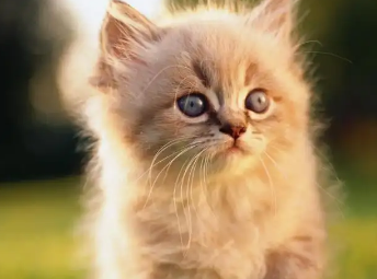 两个月的小猫身上臭能洗澡吗?赶紧来了解一下! 两个月的小猫身上臭能洗澡吗?赶紧来了解一下!
