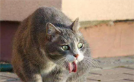 猫咪快生了怎么还呕吐怎么办