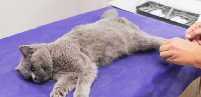 猫做完绝育可以吃猫条吗