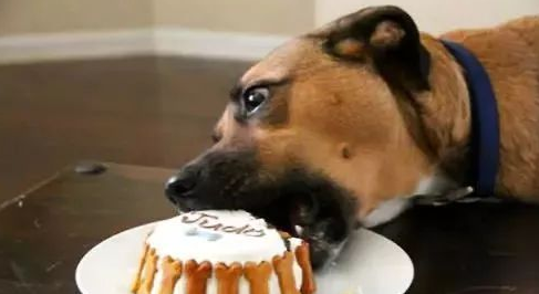 狗狗吃零食的正确方式，你get到了吗？