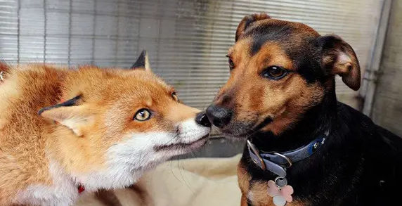 狐狸和狗的区别是什么？不会还有人不知道吧？
