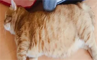 猫宫缩无力表现症状