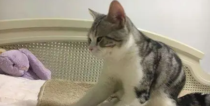 猫咪踩奶时主人应该怎么办 猫咪踩奶时主人应该怎么办