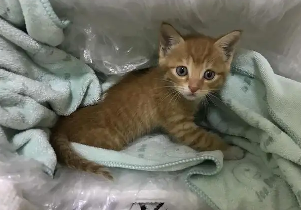 三个月小猫拉软便带血 三个月小猫拉软便带血