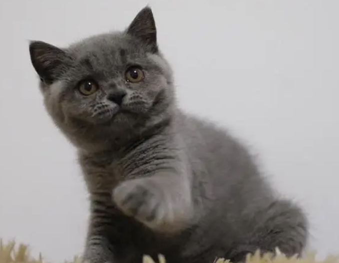 英短蓝猫睡觉打鼾是什么原因
