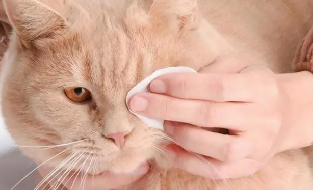 猫咪泪痕沟怎么去除 猫咪泪痕沟怎么去除