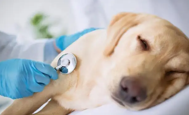 犬瘟会传染给成年狗狗吗?