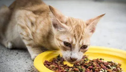 小猫能吃什么