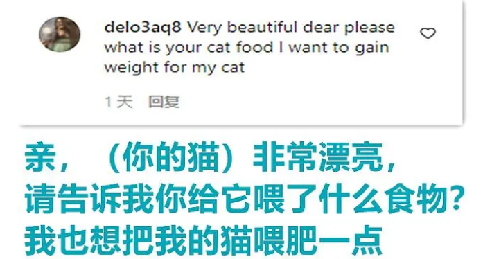 俄罗斯一猫咪靠肥胖走红,被指故意给猫增肥 俄罗斯一猫咪靠肥胖走红,被指故意给猫增肥