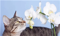 兰花对猫咪有没有影响