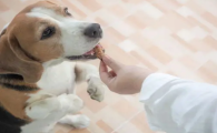 狗狗驱虫药要怎么吃