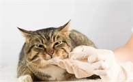 猫咪怎么喂药比较好一点
