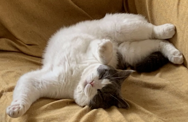 猫咪最喜欢的六个睡觉地点,每一个都有讲究 猫咪最喜欢的六个睡觉地点,每一个都有讲究