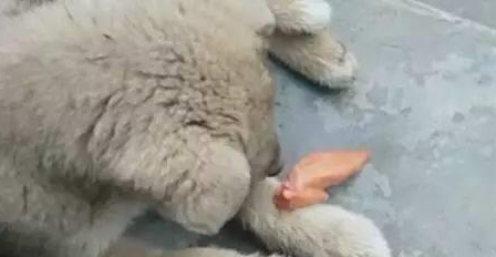 小土狗吃烤鸡翅，这么好的货，两口就啃个精光！