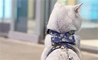猫牵引绳怎么选择，来看看这里