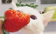 猫能吃草莓吗为什么