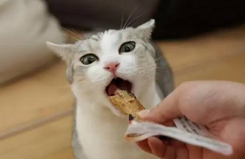 猫为什么会有泪痕出现