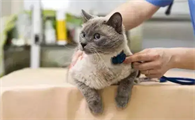 猫咪胎盘留在肚子里怎么办