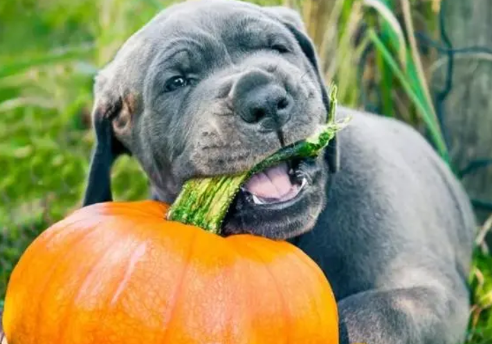 狗可以吃南瓜吗