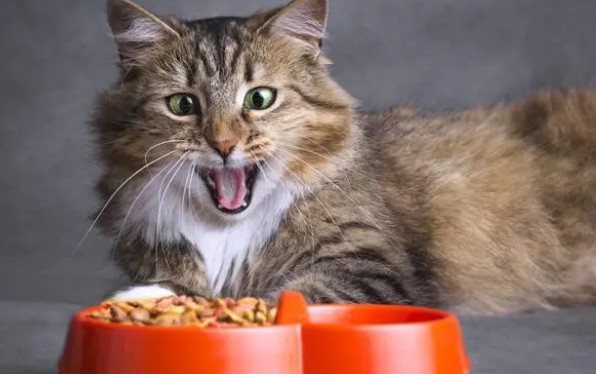 猫咪换粮没有食欲,那该怎么办呢? 猫咪换粮没有食欲,那该怎么办呢?
