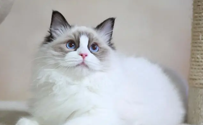 布偶猫猫粮哪个牌子比较好 布偶猫猫粮哪个牌子比较好