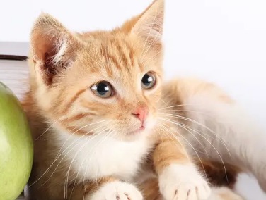 怎么杜绝猫在床上尿?本文给你答案! 怎么杜绝猫在床上尿?本文给你答案!