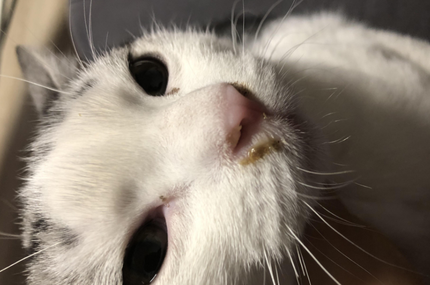猫流鼻涕吃啥药好