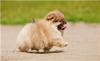 新买的幼犬很臭怎么办
