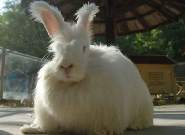 英國安哥拉兔好養嗎，飼主過來看看吧