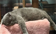 猫发热的症状以及表现