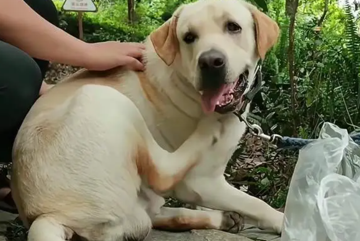 拉布拉多犬掉毛严重怎么办啊 拉布拉多犬掉毛严重怎么办啊
