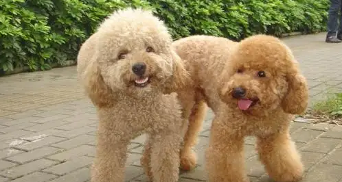 今日科普:贵宾犬和泰迪的区别有哪些?-宠物网